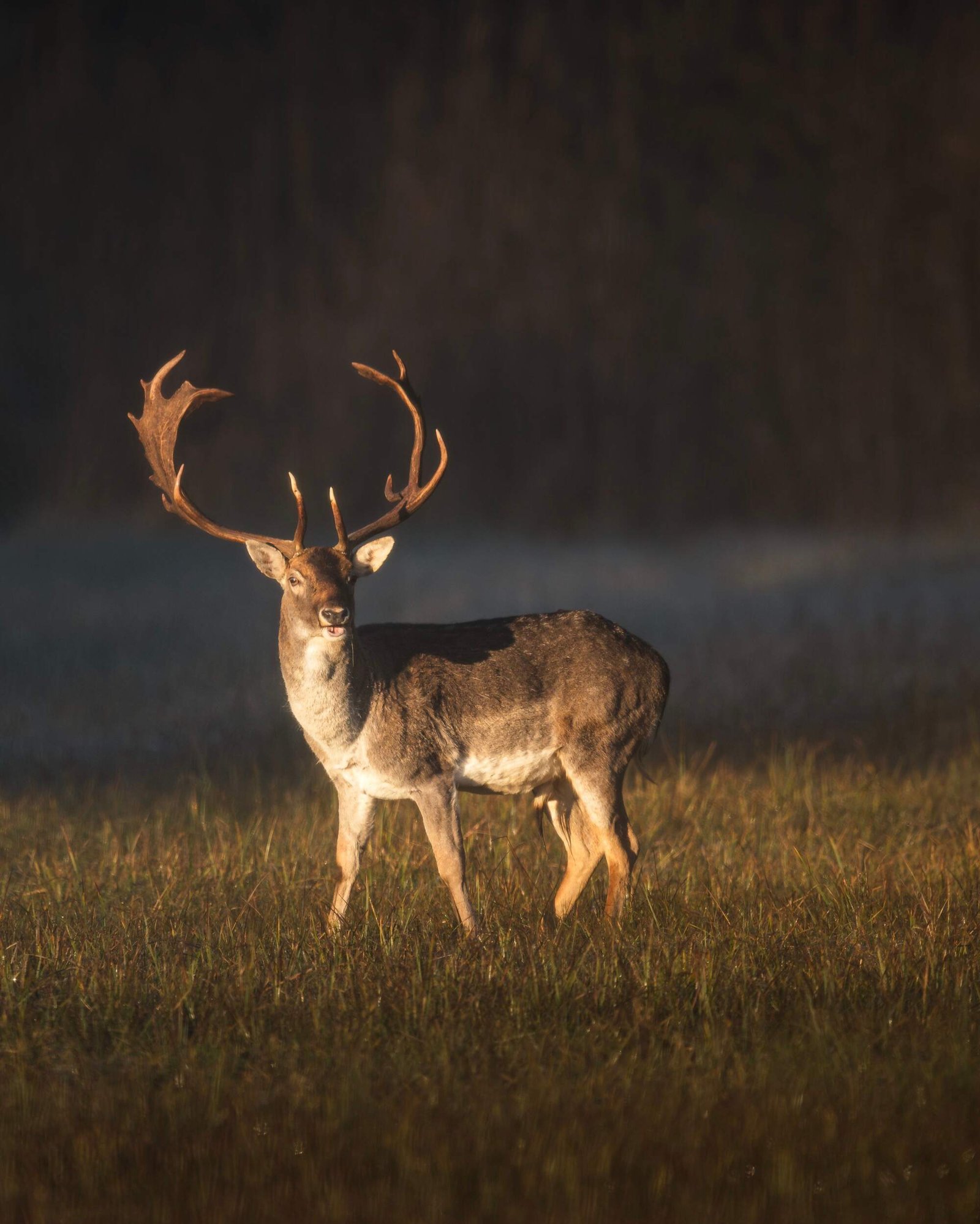 Majestic Deer In Sunlit Meadow 2025 02 10 07 19 05 UtcResized